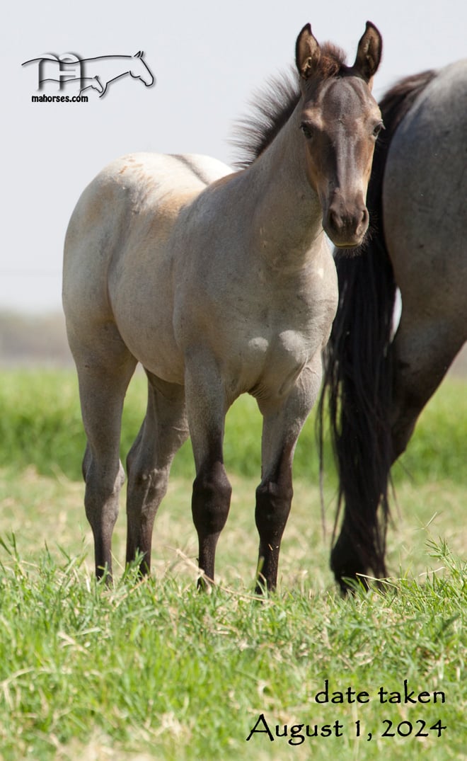 Smoking Hanna MA's 2024 Roan Filly